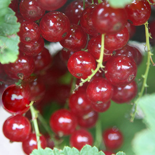Red Lake Red Currant
